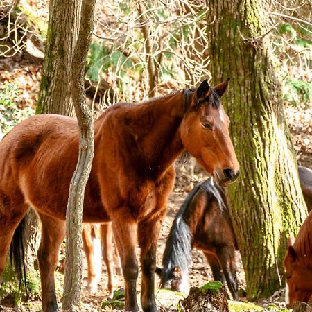 Centro Trekking A Cavallo Monte Brugiana Guest House Маса Екстериор снимка