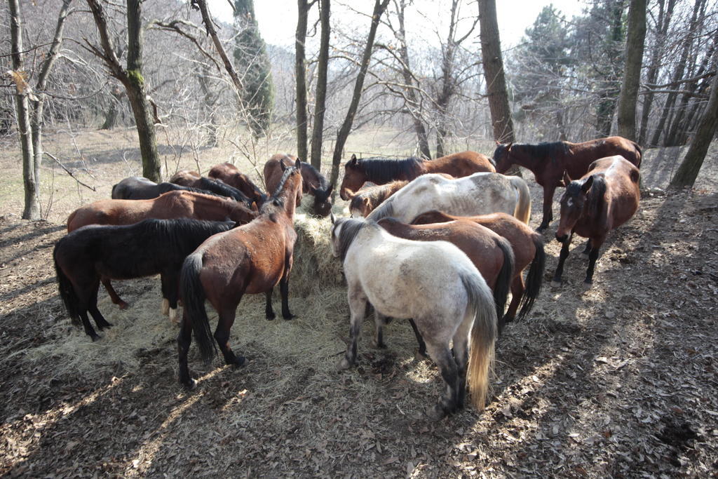 Centro Trekking A Cavallo Monte Brugiana Guest House Маса Екстериор снимка