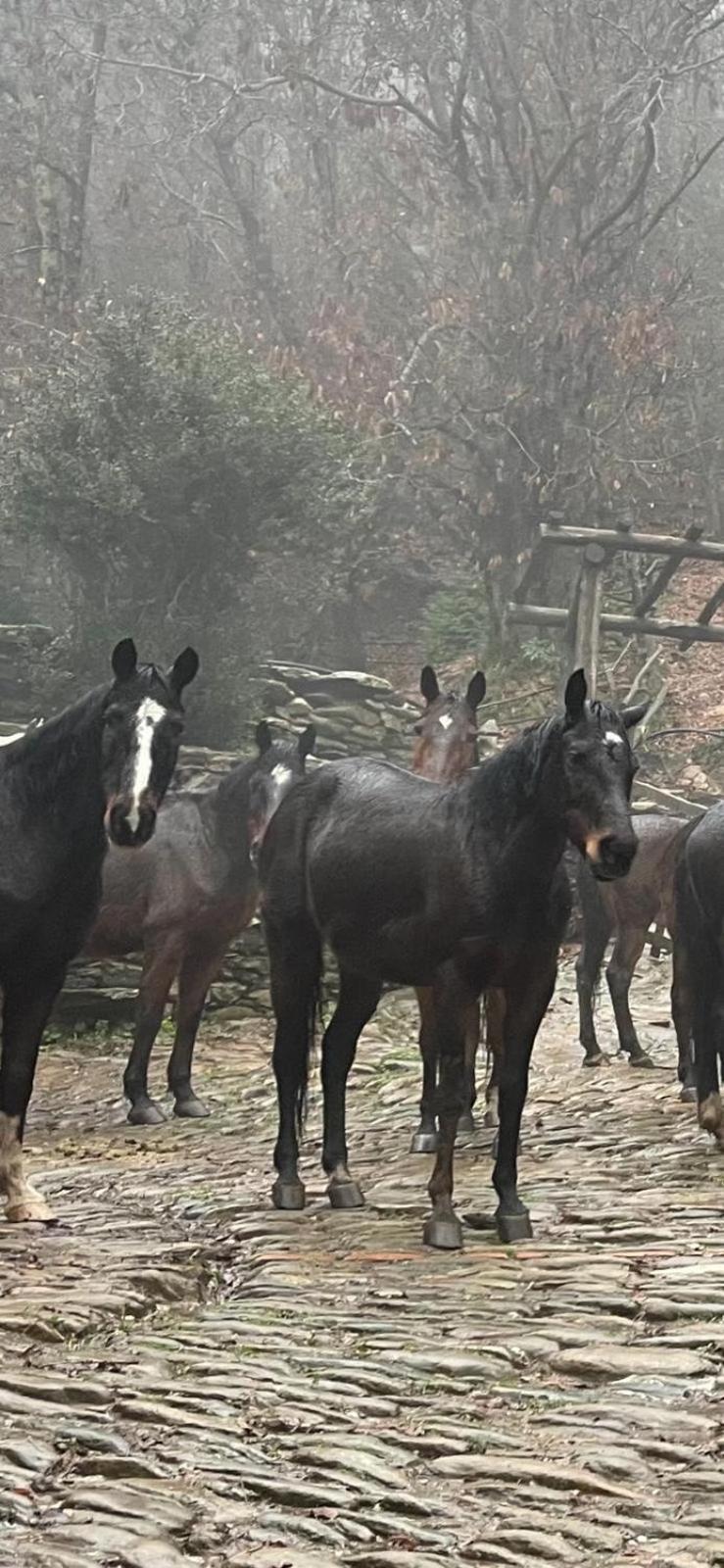 Centro Trekking A Cavallo Monte Brugiana Guest House Маса Екстериор снимка